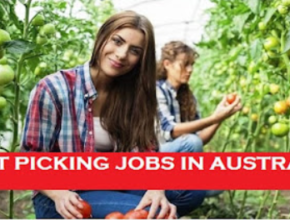 Grapes Pickers Required In Australia 